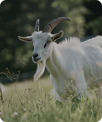 Goats